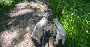 eleonore pet sitter à LYON 06 69006_3