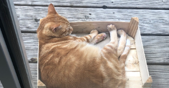 audrey pet sitter à PIERRE BENITE 69310_2