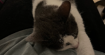 ema pet sitter à AULNAT 63510_3