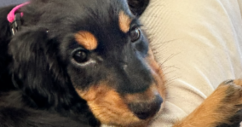 elyna pet sitter à LYON 08 69008_1