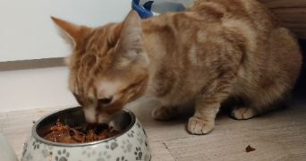 sophie pet sitter à AULNAY SOUS BOIS 93600_1