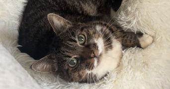 marion cat sitter à Levallois-Perret 92300_3