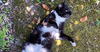 isabelle cat sitter à RAMONVILLE ST AGNE 31520_2