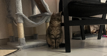 ninon pet sitter à MAUGUIO 34130_3