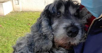 amandine pet sitter à VAUCRESSON 92420_1