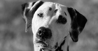 laura pet sitter à THIVIERS 24800_3