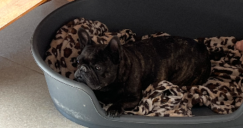 mickaela pet sitter à Saint brieuc 22000_6