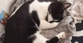 aurelia pet sitter à TOULOUSE 31000_3
