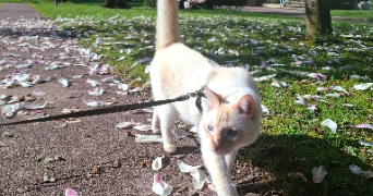 lola pet sitter à MONT ST AIGNAN 76130_2