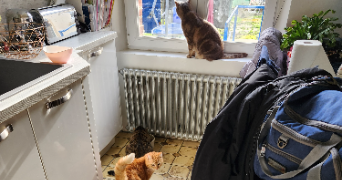 soline pet sitter à MOY DE L AISNE 02610_5