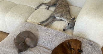 laura pet sitter à MARGENCY 95580_2