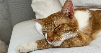clémence pet sitter à GENNEVILLIERS 92230_6