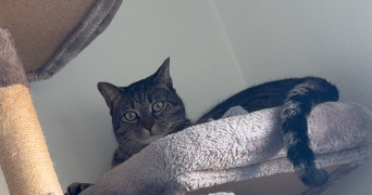 pauline pet sitter à ST PRIEST 69800_3