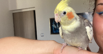 lucie pet sitter à GRENOBLE 38100_2