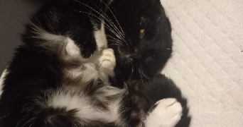 vinciane pet sitter à ARRAS 62000_2