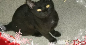 sonia pet sitter à MONT BERNANCHON 62350