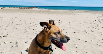 laureen pet sitter à ST JEAN DE VEDAS 34430_3