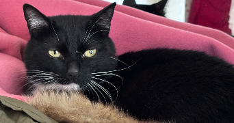 Sarah pet sitter à Épinay-sur-Seine 93800_5