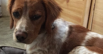 mallaury pet sitter à Saint-Martin-Des-Champs 29600_8