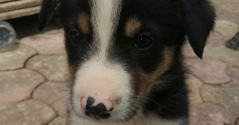 savannah pet sitter à BASTIA 20200_7