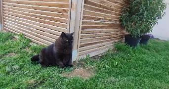 adeline pet sitter à BEAUMOTTE AUBERTANS 70190