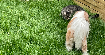 marine pet sitter à DEUIL LA BARRE 95170_2