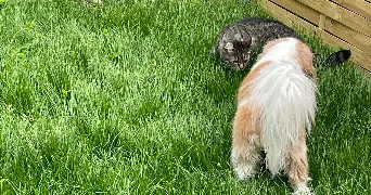 marine pet sitter à DEUIL LA BARRE 95170