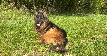 emeline pet sitter à THENON 24210_0