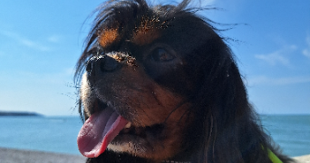 clotilde pet sitter à NANTES 44300_1