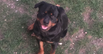 elise pet sitter à LILLERS 62190_4