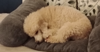 david pet sitter à MAGNY EN VEXIN 95420_3