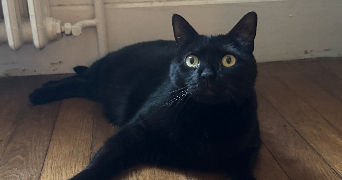 ophelie cat sitter à CHARTRES 28000_14