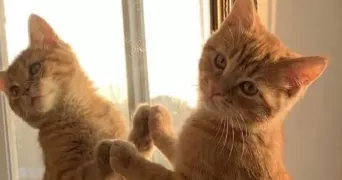 shahira pet sitter à ST JOUIN BRUNEVAL 76280