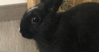 aurore pet sitter à CHELLES 77500_2