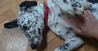 ambre pet sitter à PUSIGNAN 69330_9