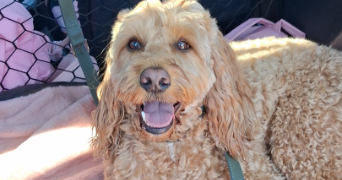 kessy pet sitter à MOUGINS 06250_9