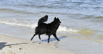 océane pet sitter à RADENAC 56500_2
