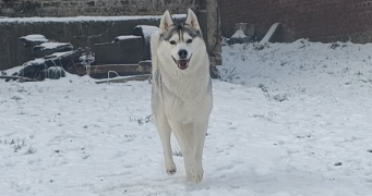 may pet sitter à Wavrans-sur-Ternoise 62130_1