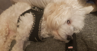 elodie pet sitter à STAFFELFELDEN 68850_0