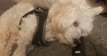 elodie pet sitter à STAFFELFELDEN 68850