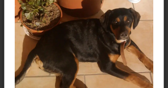 melanie pet sitter à VILLECRESNES 94440_3