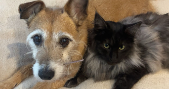 maeline pet sitter à YFFINIAC 22120_1