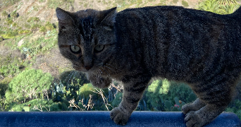 alizée pet sitter à ST JULIEN SUR GARONNE 31220_3