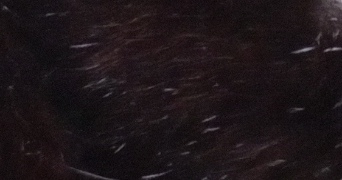 galla pet sitter à CAGNES SUR MER 06800_0