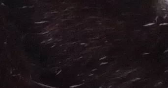 galla pet sitter à CAGNES SUR MER 06800