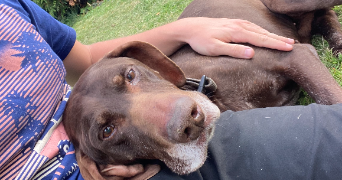 hugo pet sitter à GAUVILLE LA CAMPAGNE 27930_1