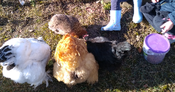 laetitia pet sitter à VILLERS LES NANCY 54600_4