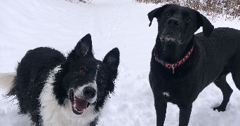 maël pet sitter à LES MEES 04190_5