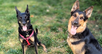 djamaïlo pet sitter à Bron 69500_2