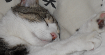 inès pet sitter à Nîmes 30000_2